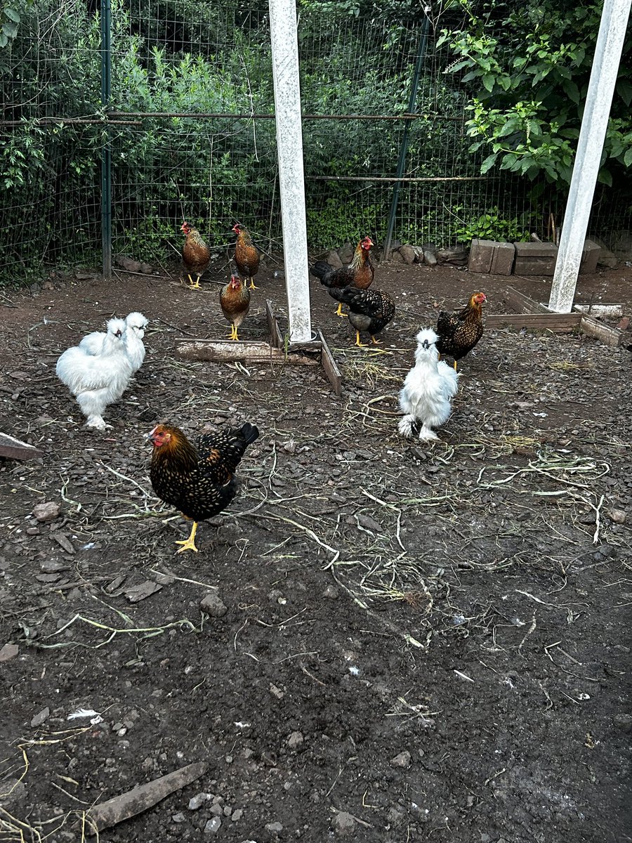 🐔