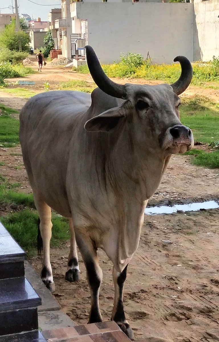 GauPrem's tweet image. The face of satisfaction after eating Jaggery.