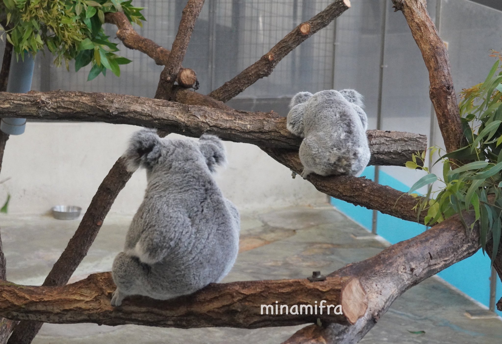 ＊梅と鶯 コアラ風船！ 小丸 宝船を松 | 篠原風鈴本舗
