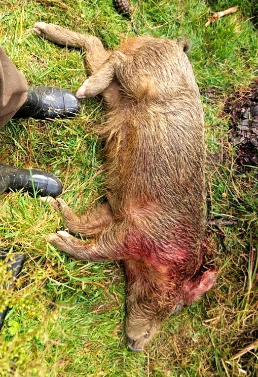 Kiwi birds don't stand a chance against pigs. 
As more farms go to trees the livestock farmers that controlled these feral pigs to help Gvt Parks (who have no $ in NZ too) are gone. 
SW Vic pay attention. This recipe of across tenure neglect is cooking for us next.