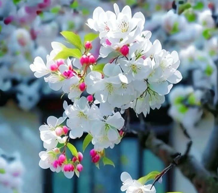 सुंदर आचरण सुंदर शरीर से...
कई गुना बेहतर होता है..

शुभ प्रभात 🌞🌞