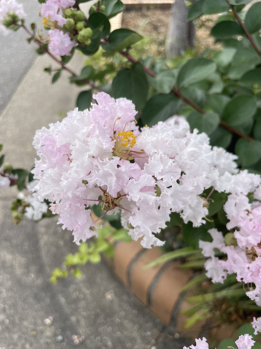 土用の丑の日まで待てませんでした😅

昼間っからビール呑んでご機嫌😆