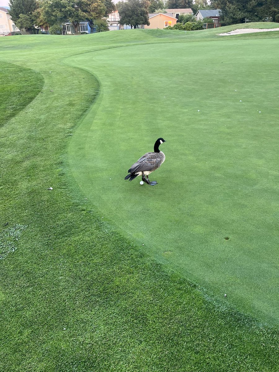 Adam Greco tweet media