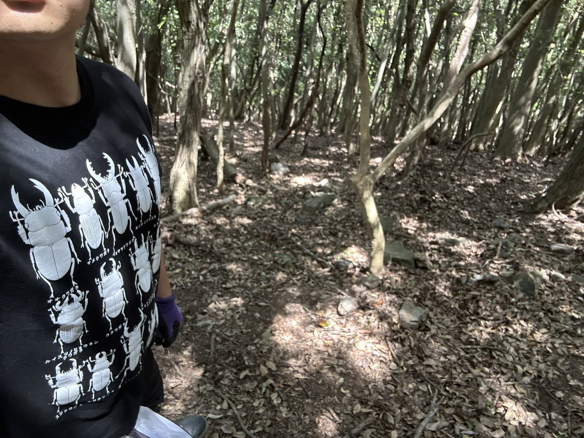 虫Tシャツで虫を呼び寄せてる