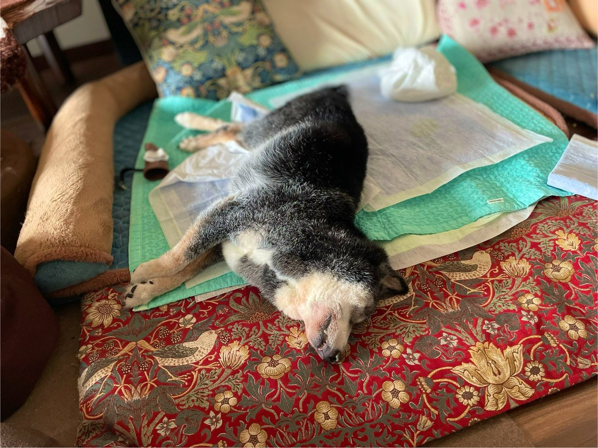 たぬ吉 (@manmaru063061) / Posts / X