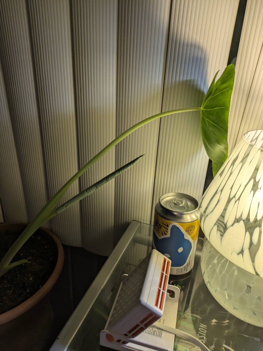 elephant ear go like 🍃