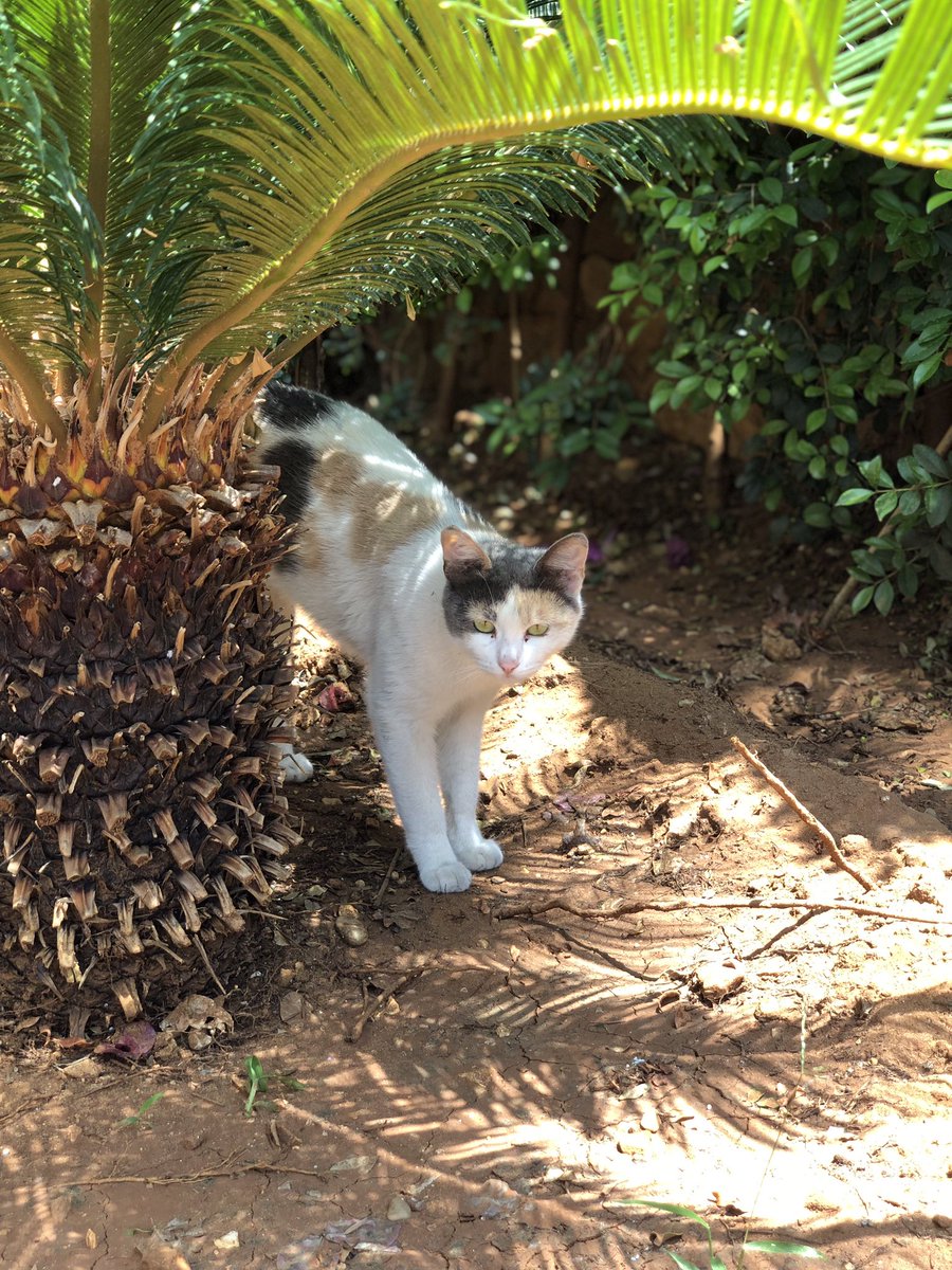 Lovely Saturday dear friends…🌼🍃☕️🐈☀️🧡🤍🩶
My photo 📸

#GoodMorningEveryone 🌼 #CoffeeTime ☕️ #CatsLover 🐈 #HappyWeekend ☀️ #BeKindAlways 💛 #PeaceAndLove 🕊️