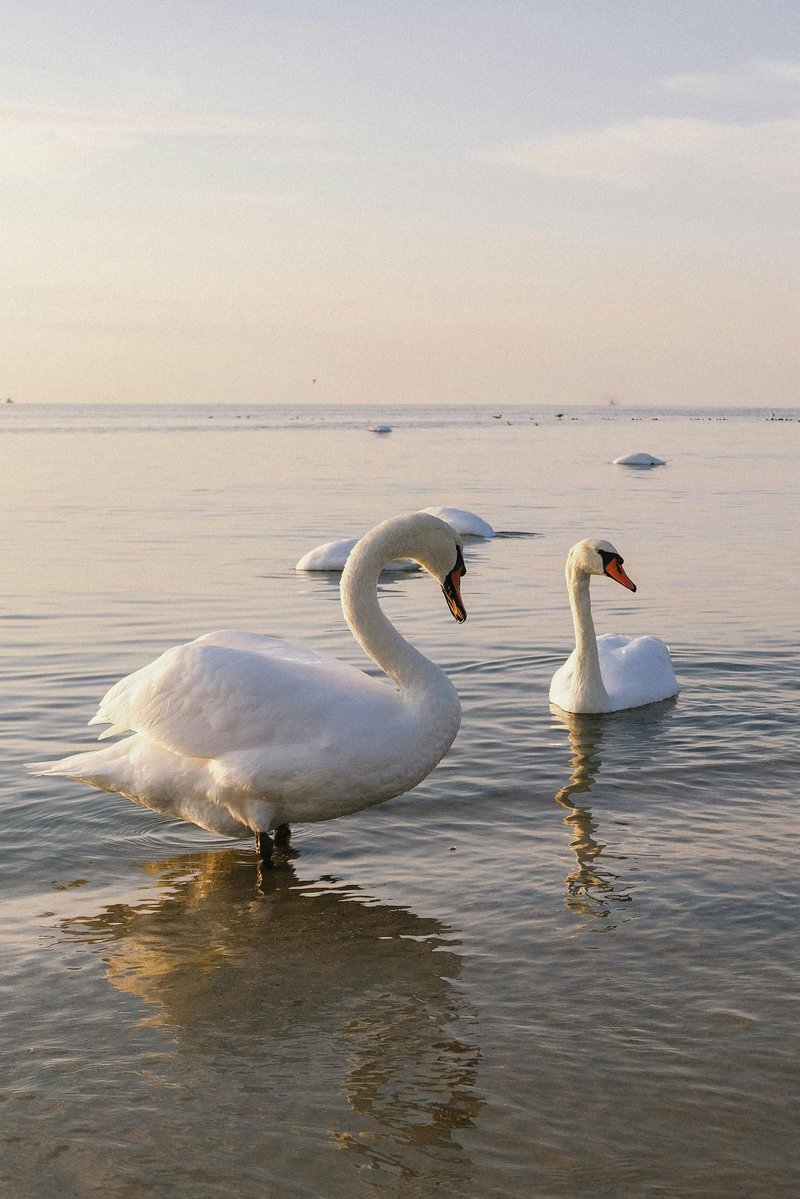 Good morning X-Friends…Happy Saturday 🌷🍃☕️🦢💦🦢💦☀️🤍🩷

#SaturdayMorning 🌷 #CoffeeTime ☕️ #AnimalLovers 🩷 #WeekendVibes ☀️ #StayPositive 💐 #PeaceAndLove 🕊️