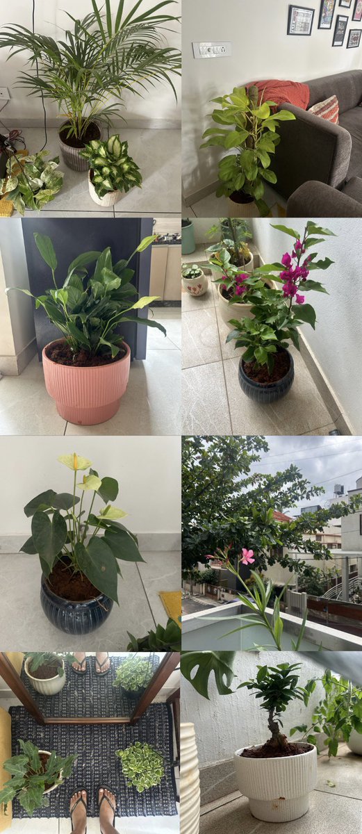 Me: I need something low maintenance.
Also me: Buys six plants and names them like they’re my children