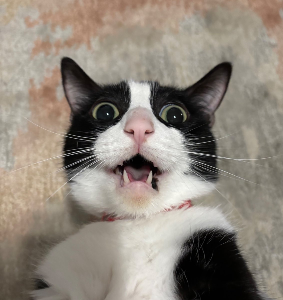 ITS PEEPEEHEADS BIRTHDAY, SAY HAPPY BIRTHDAY PEEPEEHEAD