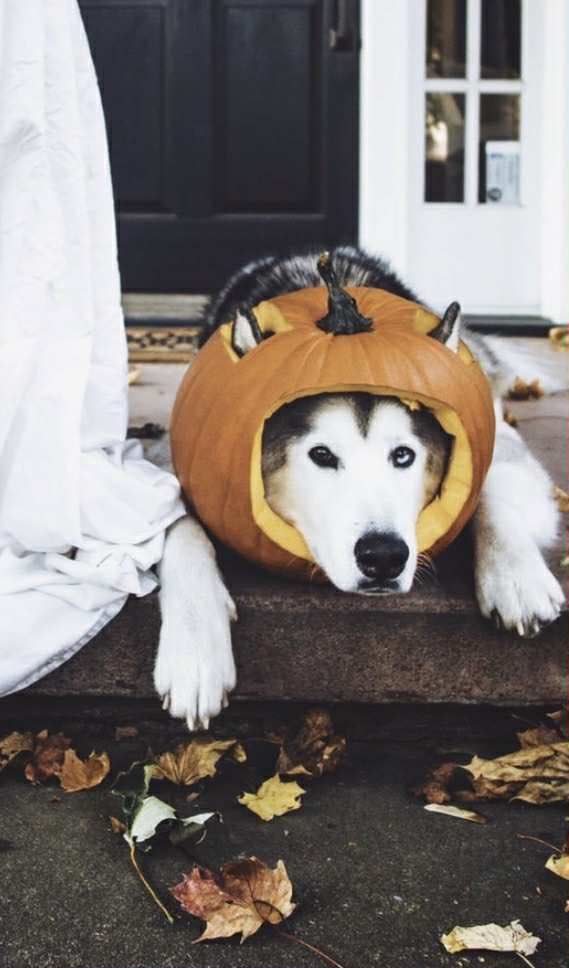 LokiWolfdogETH's tweet photo. ✅ Renounce Ownership 

https://t.co/0nv4Aj3amK

🔥 BURN LIQUIDITY 

https://t.co/uc3jIv6X4i

https://t.co/GWrRhp0HkV

#loki #shiba #wolfdog #lokithewolfdog #manyu #x10000 #erc20 https://t.co/YB3HJjALok