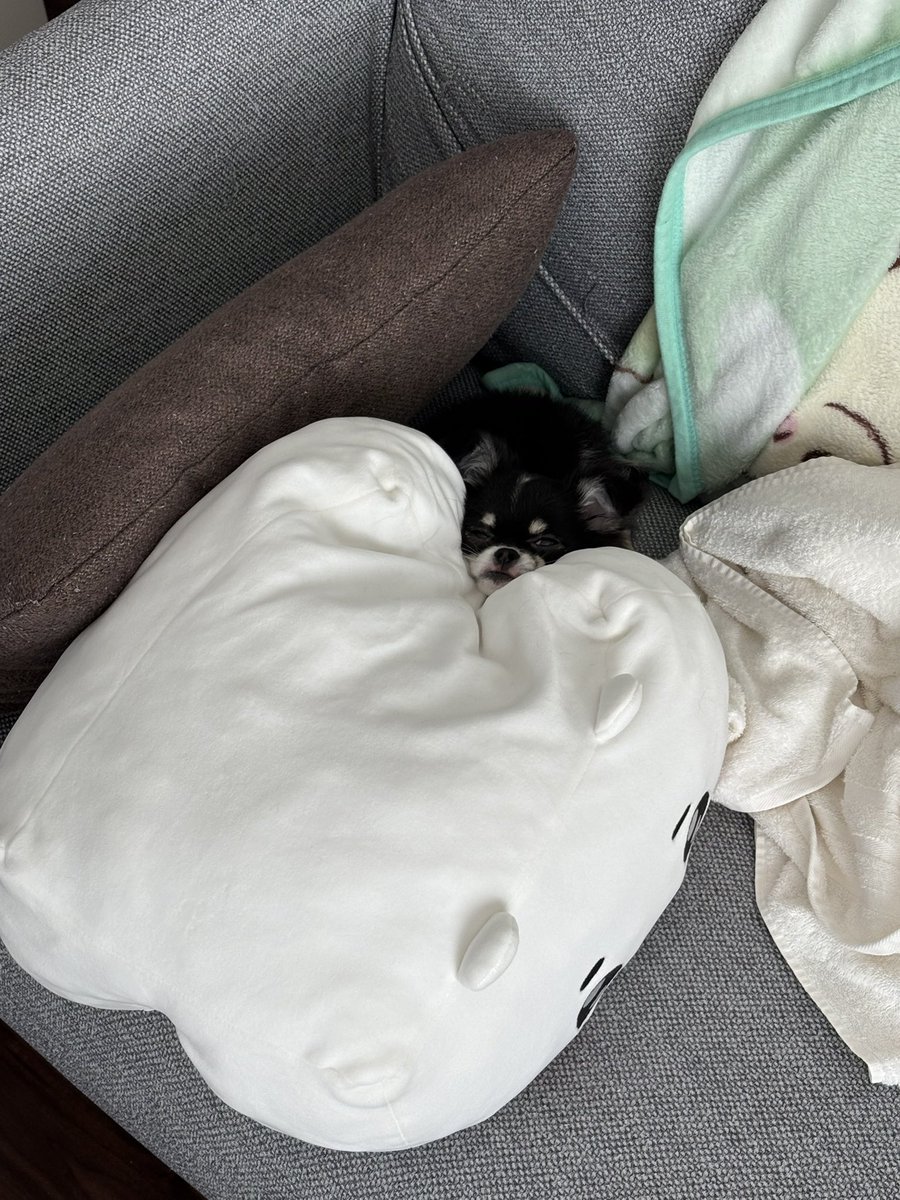 ギリギリのとこで寝てるなーと思ってたんだけどやっぱり落ちちゃったみたいですね😂

#チワワ #4ヶ月 #女の子 #パンダちゃん