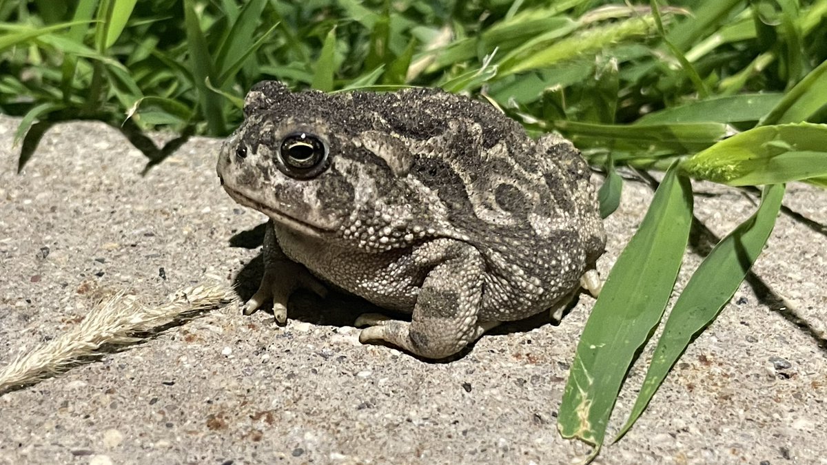 Wx_Jones's tweet image. Had a friend greet me at the office for my midnight shift.
First toad I’ve seen up here since living in Grand Forks, ND. So this was a treat.
I may have interrupted his ant dinner under the parking lot lights.
I owe you buddy. Maybe see you at the 06Z ob.