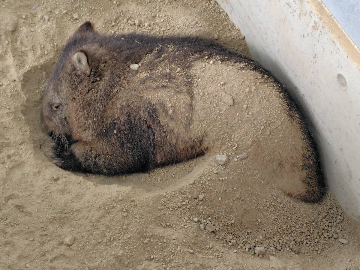 satsukiyama_zoo's tweet image. たくさん動き回った後に砂で体を冷やすユキ。

#五月山動物園 
＃ウォンバット
#ユキ