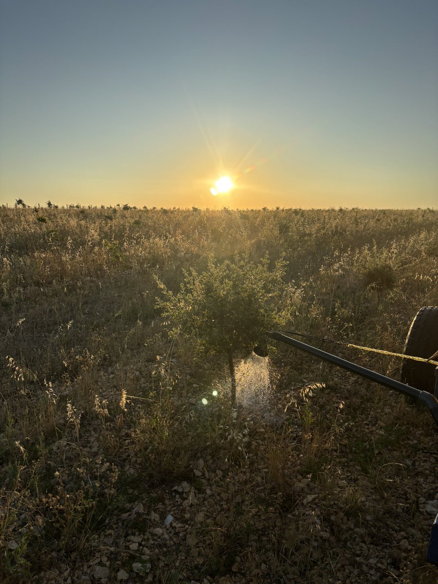 Douche matinale !
20 litres d’eau fraîche pour ce chêne vert de presque 4 ans au profil prometteur. 🌳

Restez au frais 😁