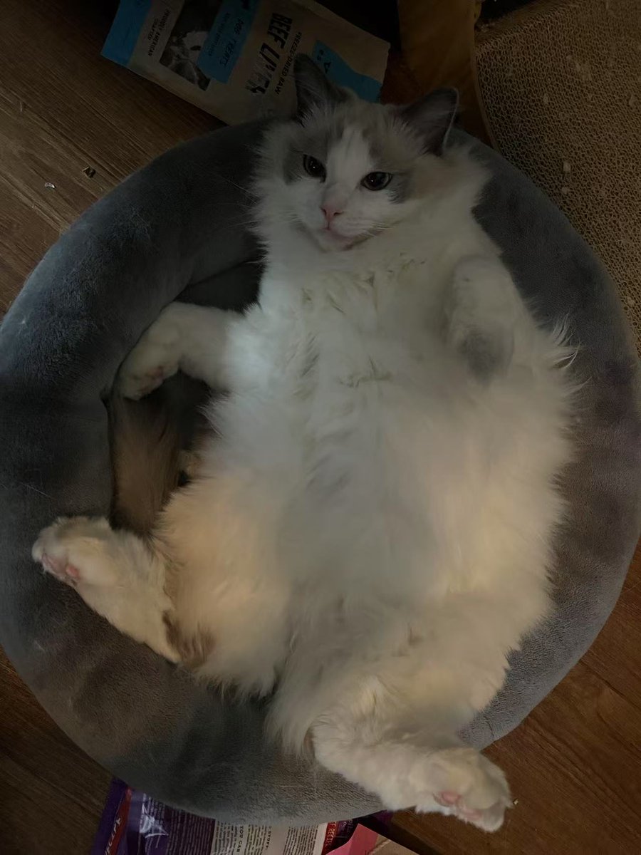 MishiroBuilds (@mishirobuilds) on Twitter photo 