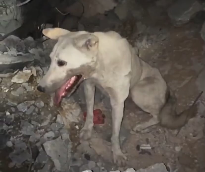 AnimalUnite's tweet photo. The Israeli Government is torturing, starving, mutilating, bombing innocent animals in Gaza, Palestine, and all who condone the Israeli regime also have the blood of millions on their hands! #Gaza #Israel #AnimalsOfGaza #GazaAnimals #AnimalsOfPalestine https://t.co/s6YT8CBYch https://t.co/0UoUOPGJuE