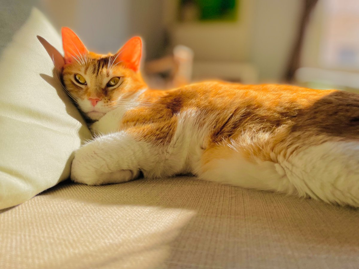 Muy buenos días!! 😻😻😻 Es sábado!! 😺☕️☀️🌸🎶👋