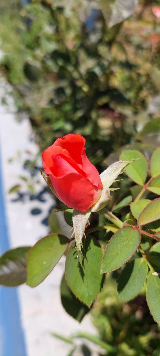 Ένα όμορφο και χαμογελαστό Σάββατο θα ευχηθώ σε όλους με αγάπη και υγεία.
Να περάσετε πολύ όμορφα και όσοι πάτε για κολύμπι ανεβάστε θάλασσες να δροσιστούμε και οι υπόλοιποι.
Καλή σας ημέρα♥️