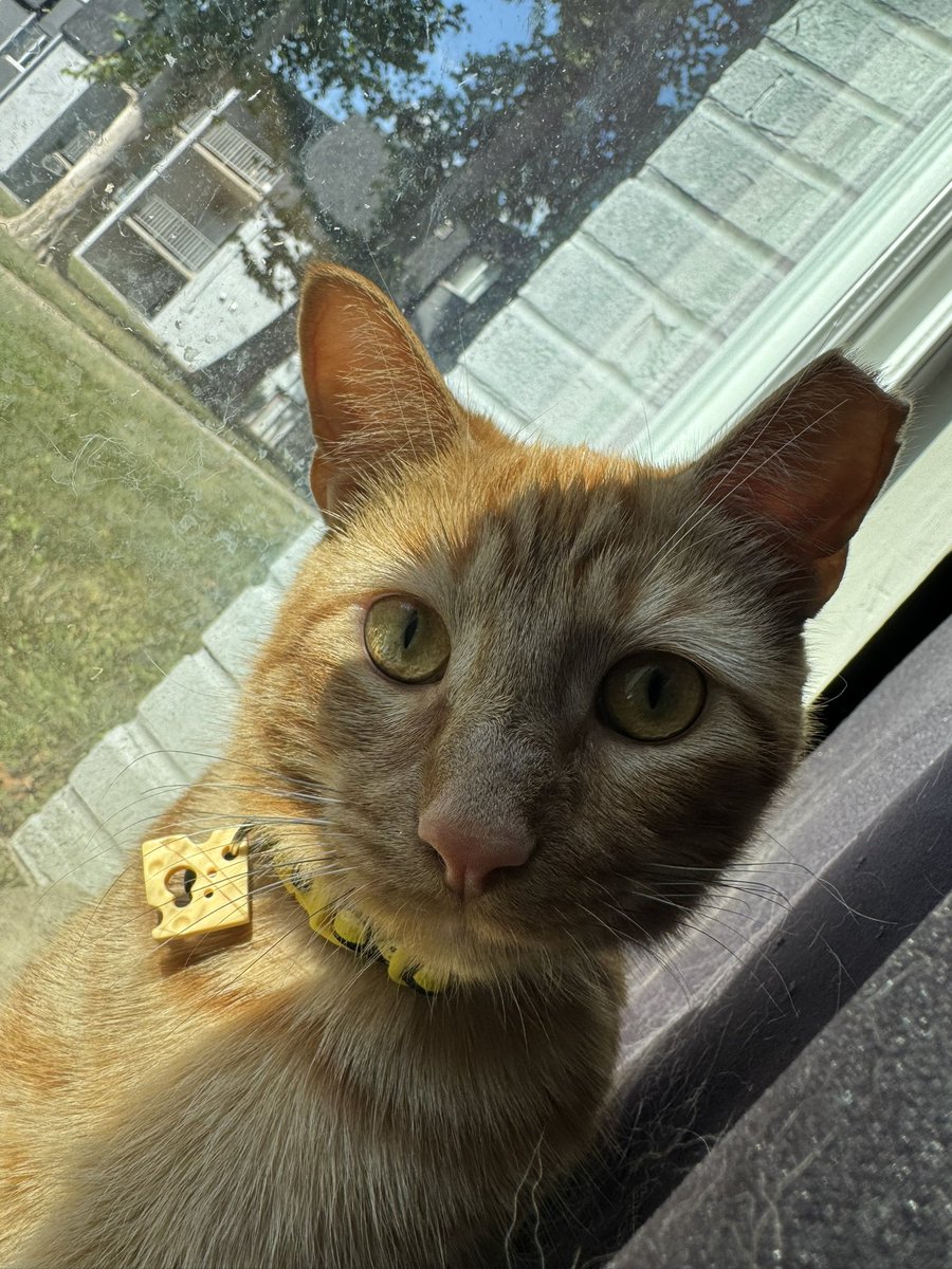 Han__the__Man's tweet photo. His name is Cheese if anyone cares. He does not beat the orange cat allegations. https://t.co/9RqxgoVpAa