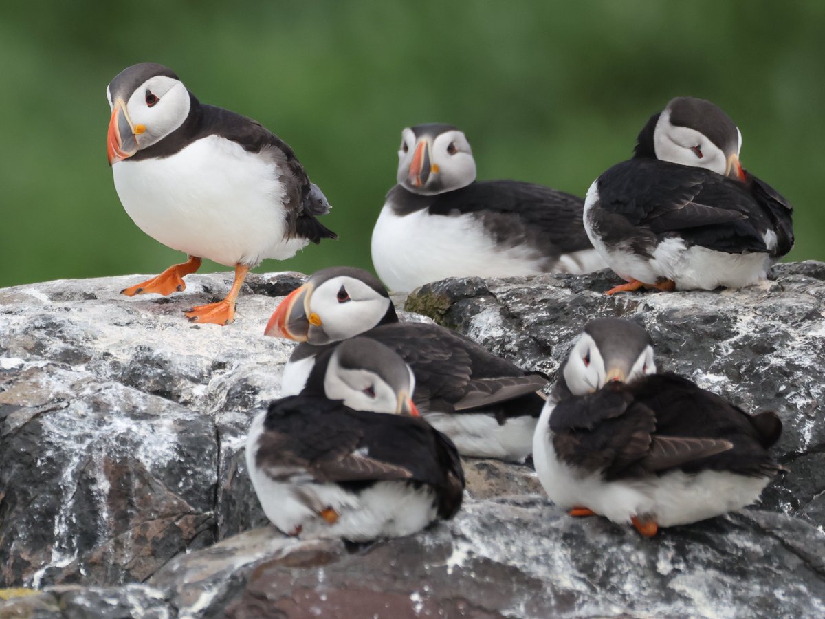 Good morning friends
This is probably not how #SixonSaturday was meant to be, but we do have 6 Limpets, Eider, Grey Seals &amp; Puffins.

#birds #photography #mammals #wildlifephotography #EastCoastKin #wildlife #naturephotography #SeaLife