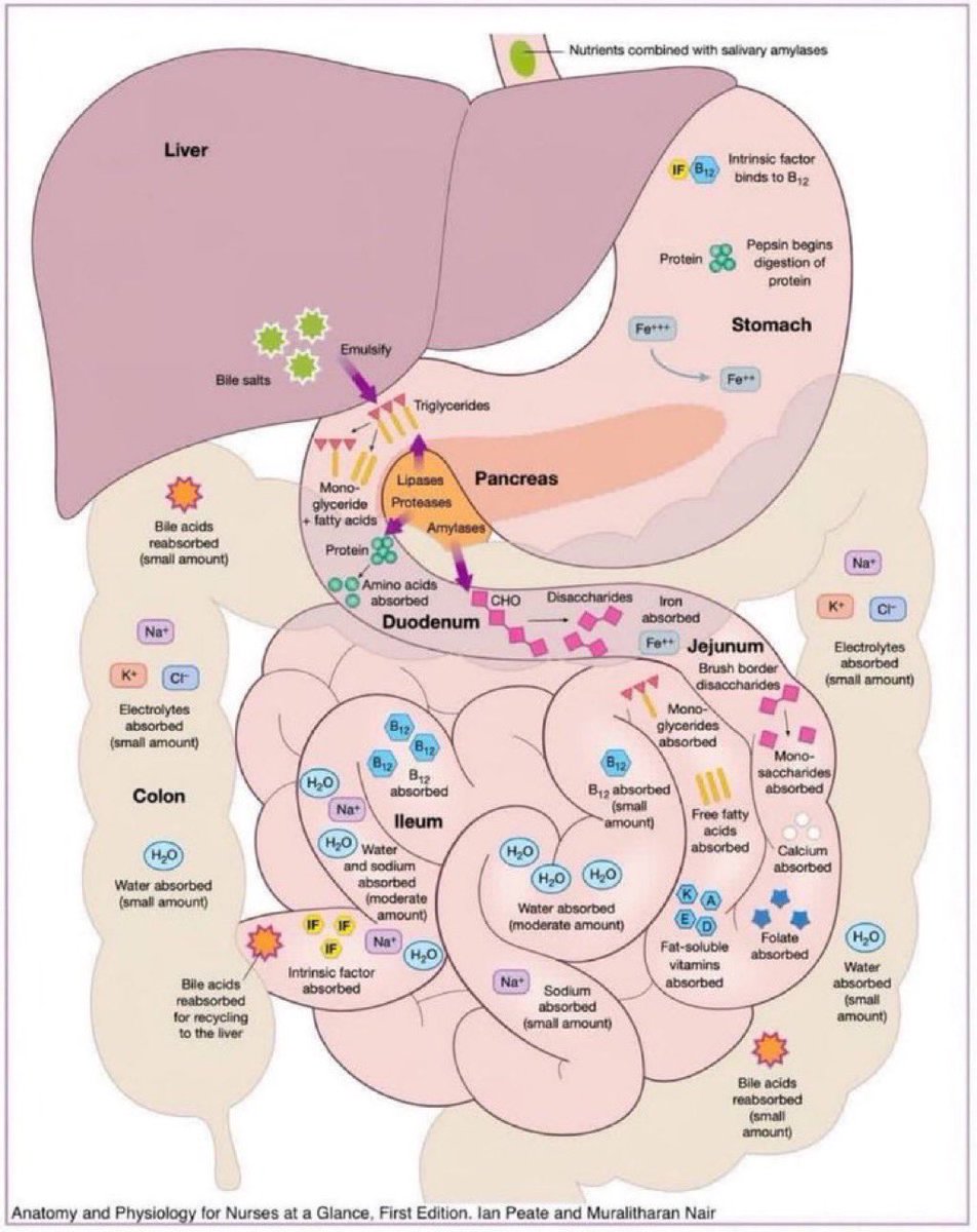 Digestion and absorption of nutrients

#Nutrition #nutrients #TIC2025