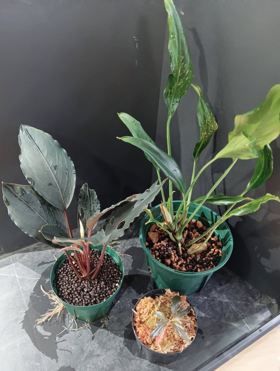 Bucephalandra sp.オリーバ （カミハタ） 特別出品】 ブセファランドラ sp.オリーバ 【カミハタ】