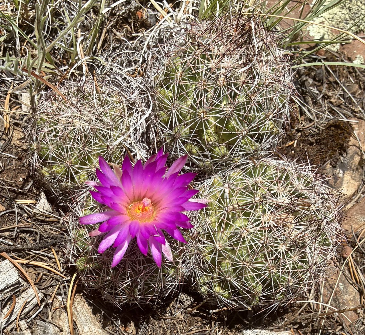 Cactus Flower, Ponderosa Pine Forest Flagstaff Arizona