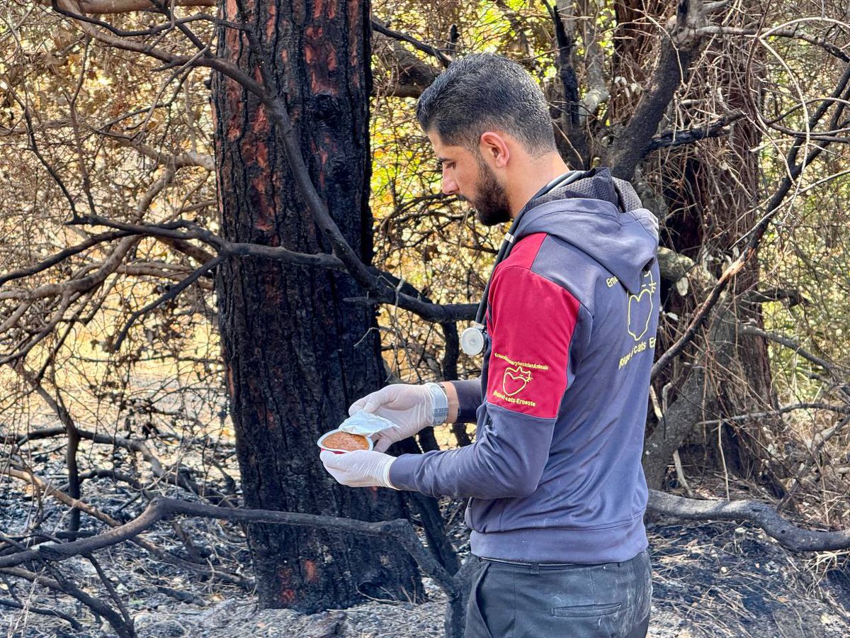 theAleppoCatmen's tweet image. This week Latakia has been completely devastated by fires this week, and in Syria we do not have the appropriate rescue vehicles, nor planes capable of carrying large quantities of water, so a massacre of greenery and animals is still ongoing.😞
we went to the areas that have…
