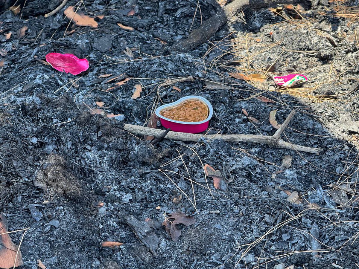 theAleppoCatmen's tweet image. This week Latakia has been completely devastated by fires this week, and in Syria we do not have the appropriate rescue vehicles, nor planes capable of carrying large quantities of water, so a massacre of greenery and animals is still ongoing.😞
we went to the areas that have…
