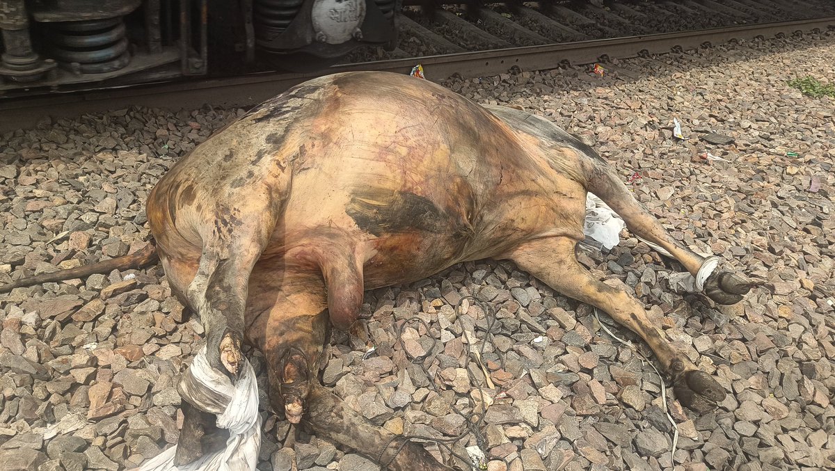 गाजियाबाद रेलवे स्टेशन से दिल्ली जाने वाली पटरी पर निकट गौ शाला फाटक में एक गौ वंश का एक्सीडेंट होने से उनकी मृत्यु हो गई जो कि अभी पटरी पर ही पड़े हैं <a href="/112UttarPradesh/">Call 112</a> <a href="/ghaziabadpolice/">POLICE COMMISSIONERATE GHAZIABAD</a> <a href="/crpfindia/">🇮🇳CRPF🇮🇳</a> कृपया अंतिम संस्कार करने में हमारी मदद करें।