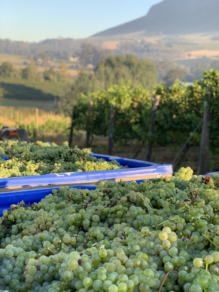 “From apple orchards to award-winning wines – Le Pommier has grown beautifully over the years 🌳🍷”
#WinelandsHeritage #FromTheVine #LePommierThenAndNow