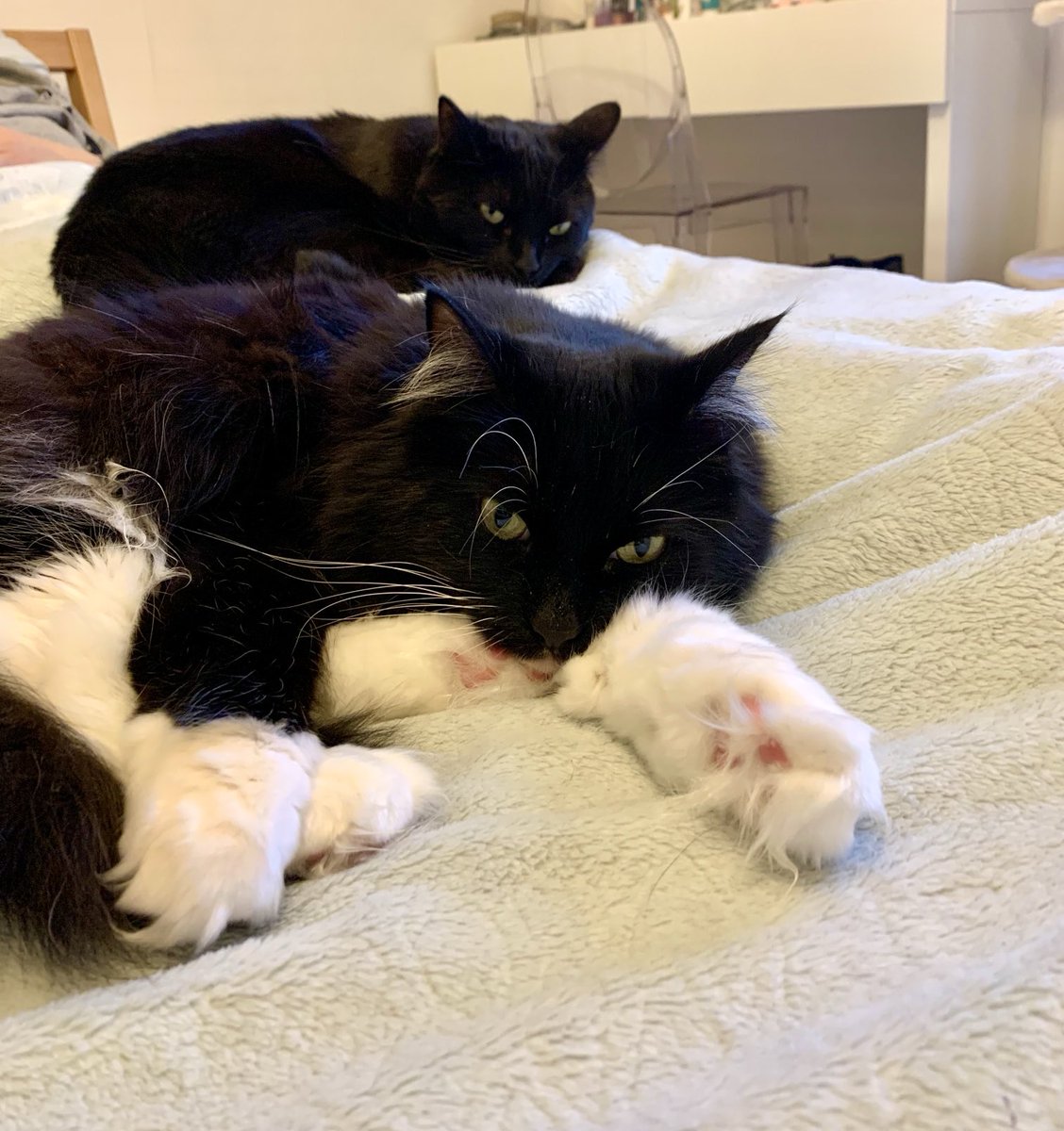 PickleAndNancy's tweet image. Horay it’s #Caturday 🎉 Have a happy day furiends and stay cool - we will be having a relaxing day by the fan today 🐈‍⬛💕🐈‍⬛💕