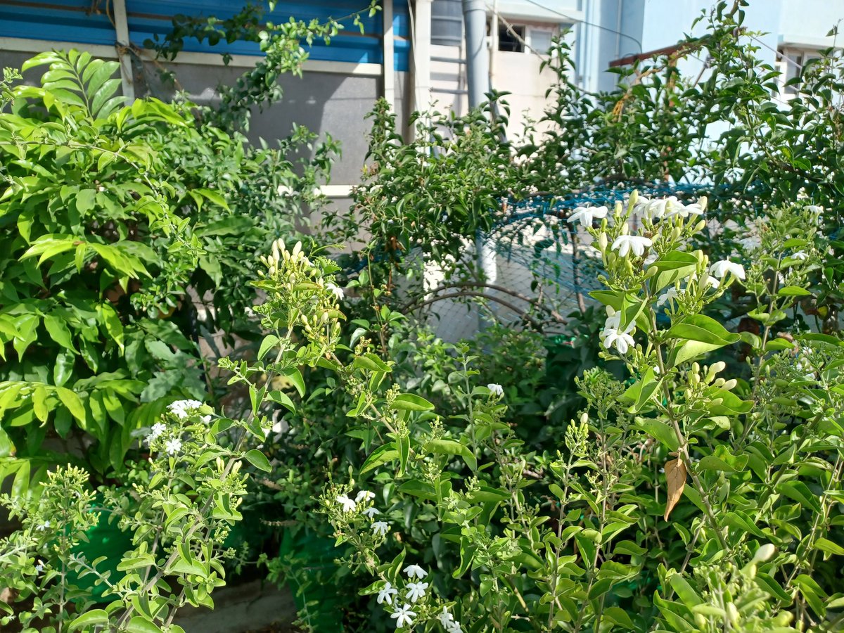 Jasmine flowering has been fantastic in #HomeGarden this season.