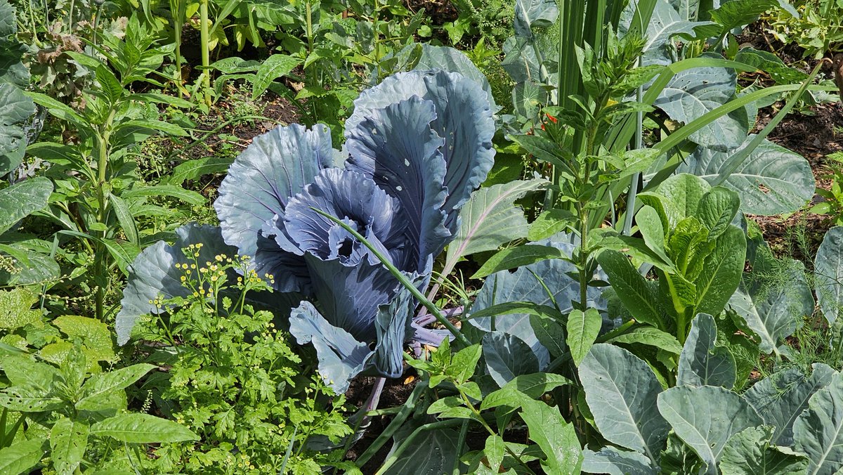 DuylsBos's tweet photo. Is dit geen schitterende rode kool? Hij lijkt wel kunst met metallickleur. Deze beauty staat in de cirkelvormige moestuin, in het nieuwste artikel op onze website zie je wat voor moois er nog meer staat
https://t.co/7PEx3CMVIt
#rodekool #kool #indemoestuin #groente #groentetuin https://t.co/QypuJHeo8f