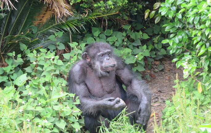 HitachiCity_Zoo's tweet image. 7月14日は「世界チンパンジーの日」
当園ではパネル展を開催しています。動物園にご来園の際はぜひのぞいてみてください。詳細は以下のリンクにてご確認ください。#かみね動物園 #チンパンジー
city.hitachi.lg.jp/zoo/event/1016…