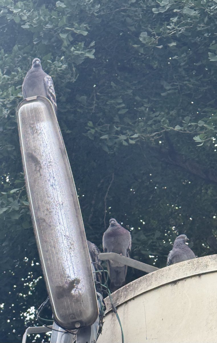 シマを守るハトチンピラ🤭