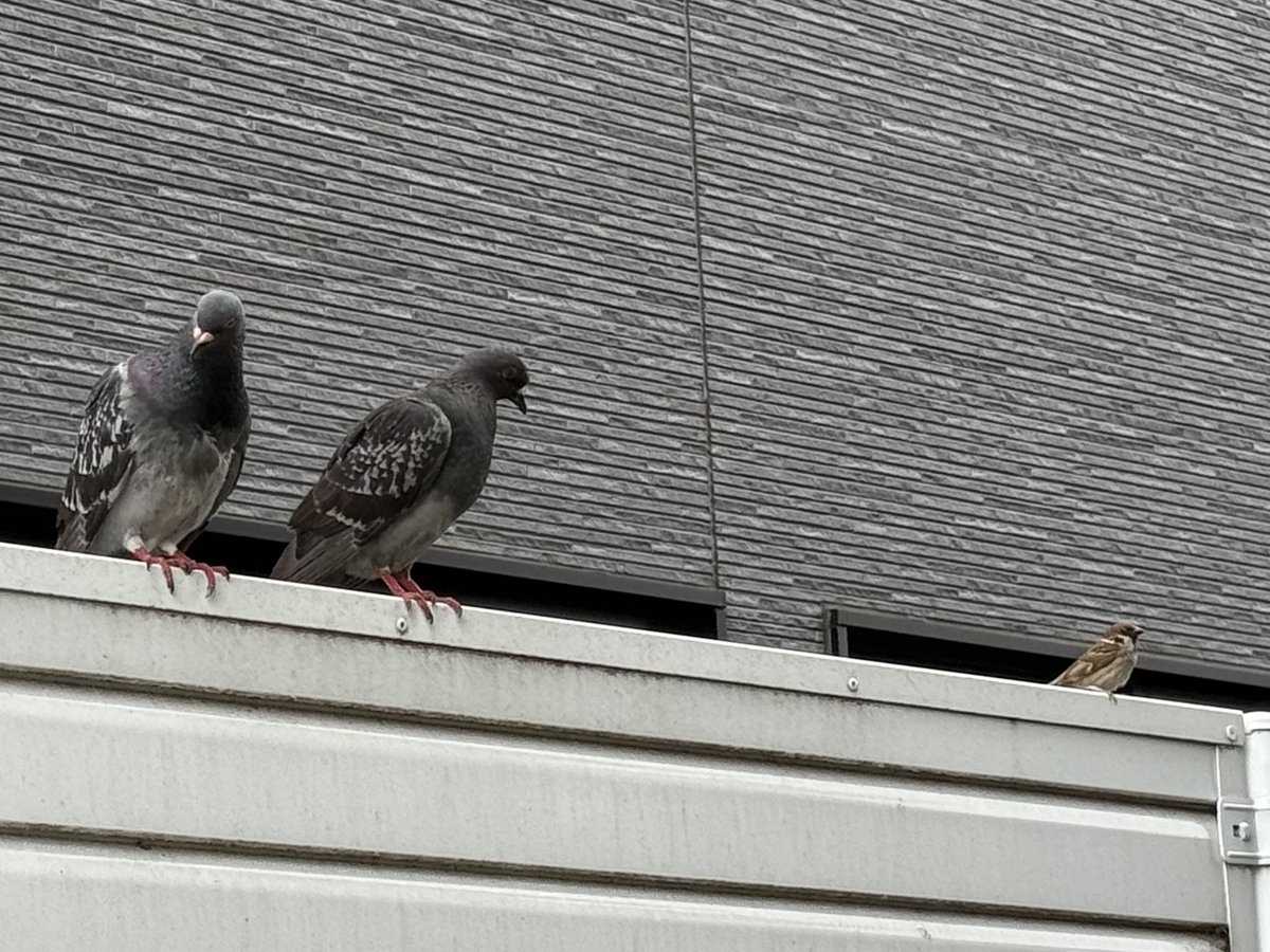 あら、おチビさん
おチビじゃないやい！