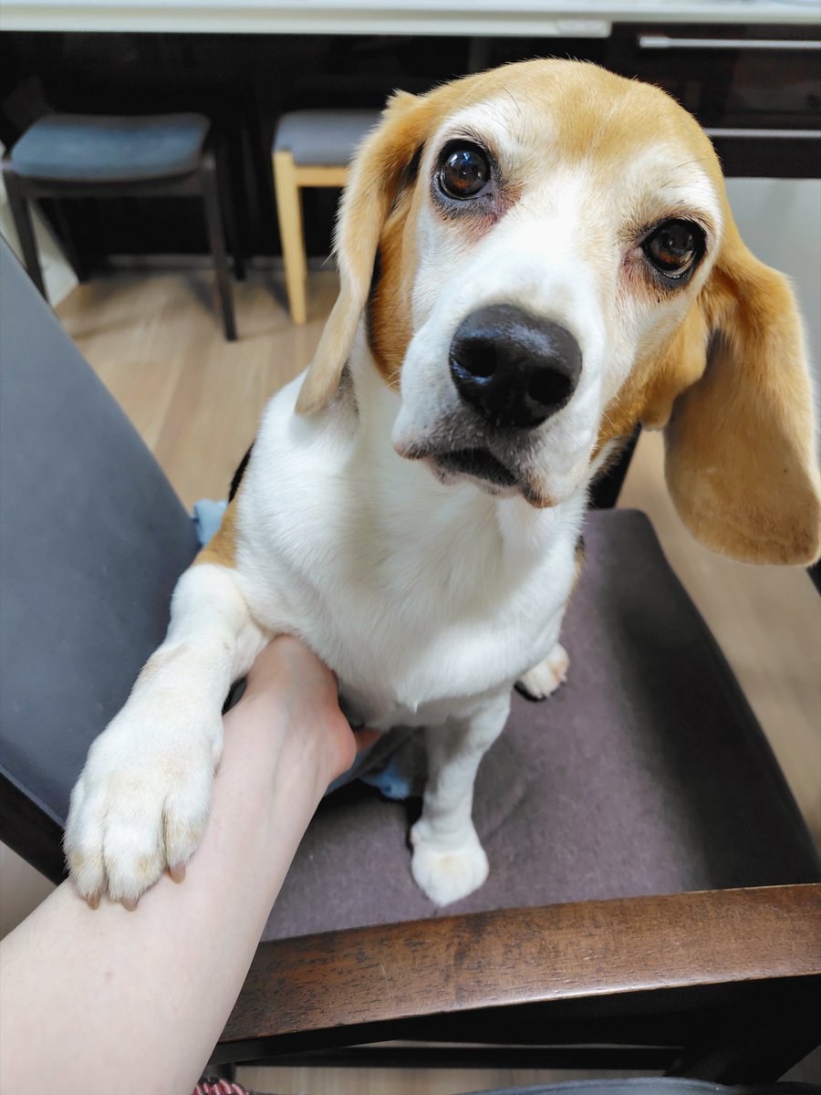beagletonico's tweet photo. なにか作業していると必ず撫でてもらいたいアピールをする小悪魔系女子 https://t.co/asgB0p2m3J