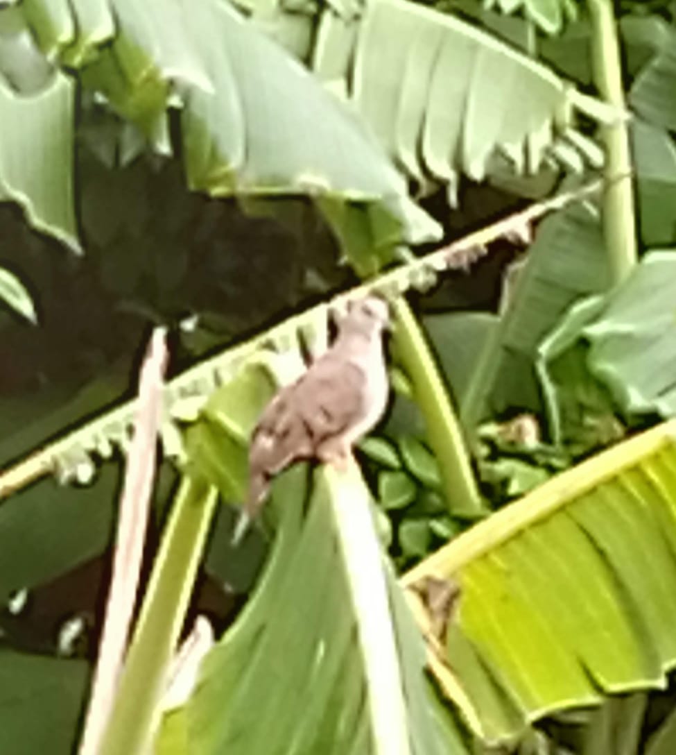 ManuelC24774508's tweet image. La Palomita " cucu "
Afortunadamente todav铆a hay muchas en mi rancho...