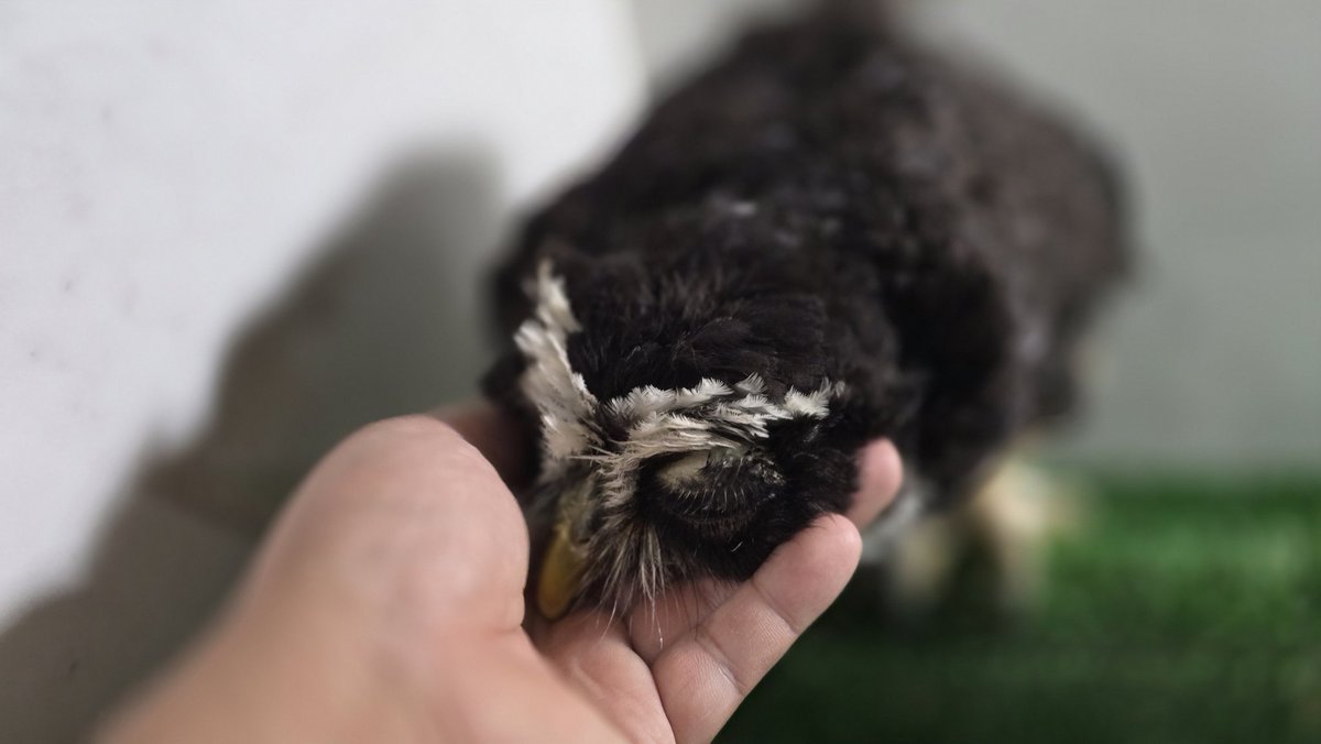 ltdfukurou's tweet image. フクロウカフェ「ふくろうの家」公式X投稿
いつもフクロウカフェ「ふくろうの家」をご利用いただき、ありがとうございます🦉
昨日・今日と涼しかったですが、明日からはまた酷暑が戻ってくるようですね🥵…
