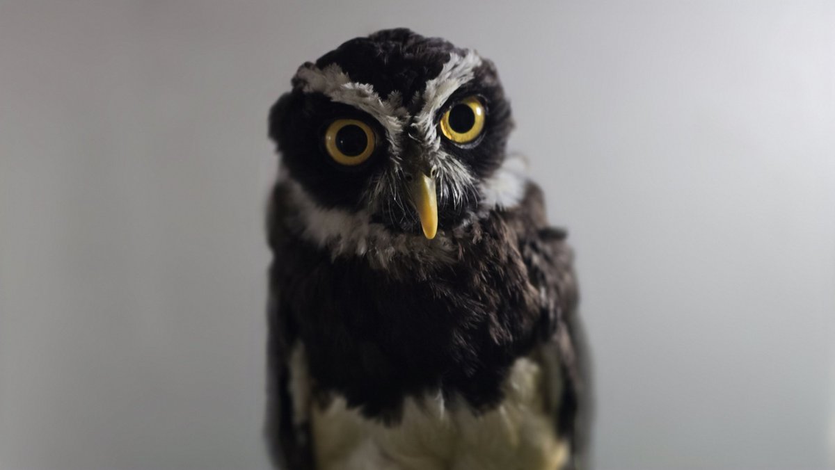 ltdfukurou's tweet image. フクロウカフェ「ふくろうの家」公式X投稿
いつもフクロウカフェ「ふくろうの家」をご利用いただき、ありがとうございます🦉
昨日・今日と涼しかったですが、明日からはまた酷暑が戻ってくるようですね🥵…