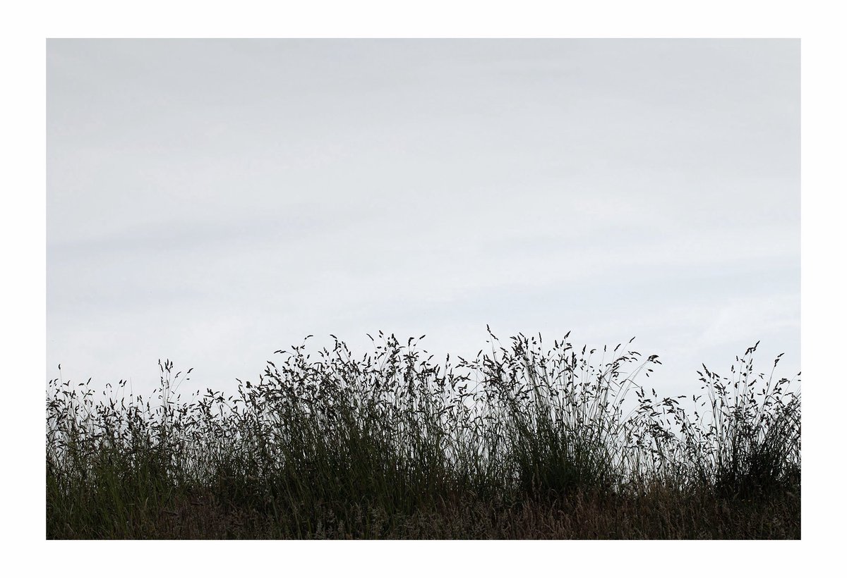 Grasses on a cloudy day.
