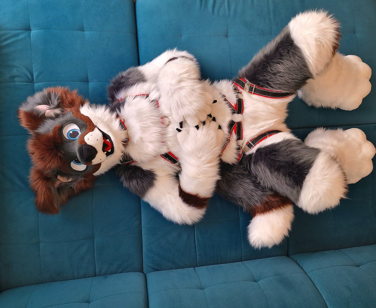 Waiting for my bellyrubs  👀