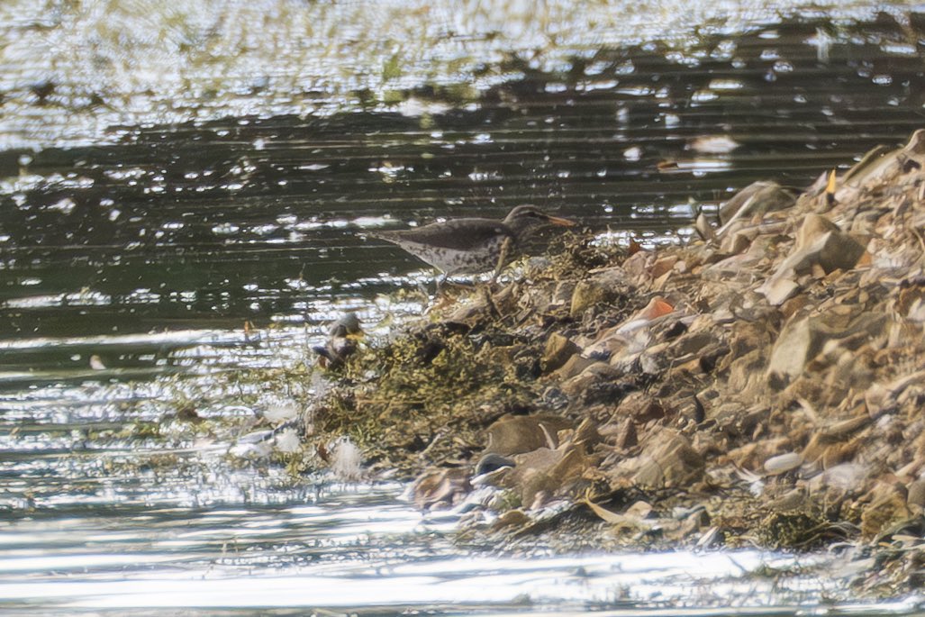 Nigel (@nigelgutgenug) on Twitter photo Thanks to my friend Richard for the heads up about the Spotted Sandpiper at Dernford Reservoir,well camouflaged along the bank!
A new lifer for us 😎
<a href="/CambsBirdClub/">Cambs Bird Club</a> <a href="/_BTO/">BTO</a> <a href="/RSPBEngland/">RSPB England</a> <a href="/RareBirdAlertUK/">RareBirdAlertUK</a>
#cambsbirdclub #birding #bird #rspb #rarebirdalert Thanks to my friend Richard for the heads up about the Spotted Sandpiper at Dernford Reservoir,well camouflaged along the bank!
A new lifer for us 😎
<a href="/CambsBirdClub/">Cambs Bird Club</a> <a href="/_BTO/">BTO</a> <a href="/RSPBEngland/">RSPB England</a> <a href="/RareBirdAlertUK/">RareBirdAlertUK</a>
#cambsbirdclub #birding #bird #rspb #rarebirdalert