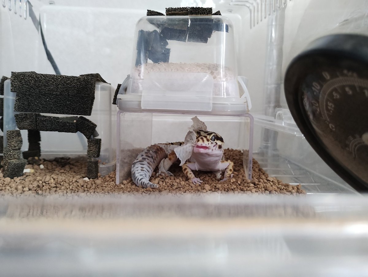 爬虫類と同居を始めてそろそろ２年になりますが、最初にお迎えした子が単純計算で730日、最後の子で約240日。これだけ同居をしても脱皮の瞬間は本当に貴重です。
現在飼ってる6匹トータルでも10回位。
写真１枚目、模様が綺麗に皮に残った芸術。飲み込む前に主にくれませんかね？
#脱皮　#レオパ