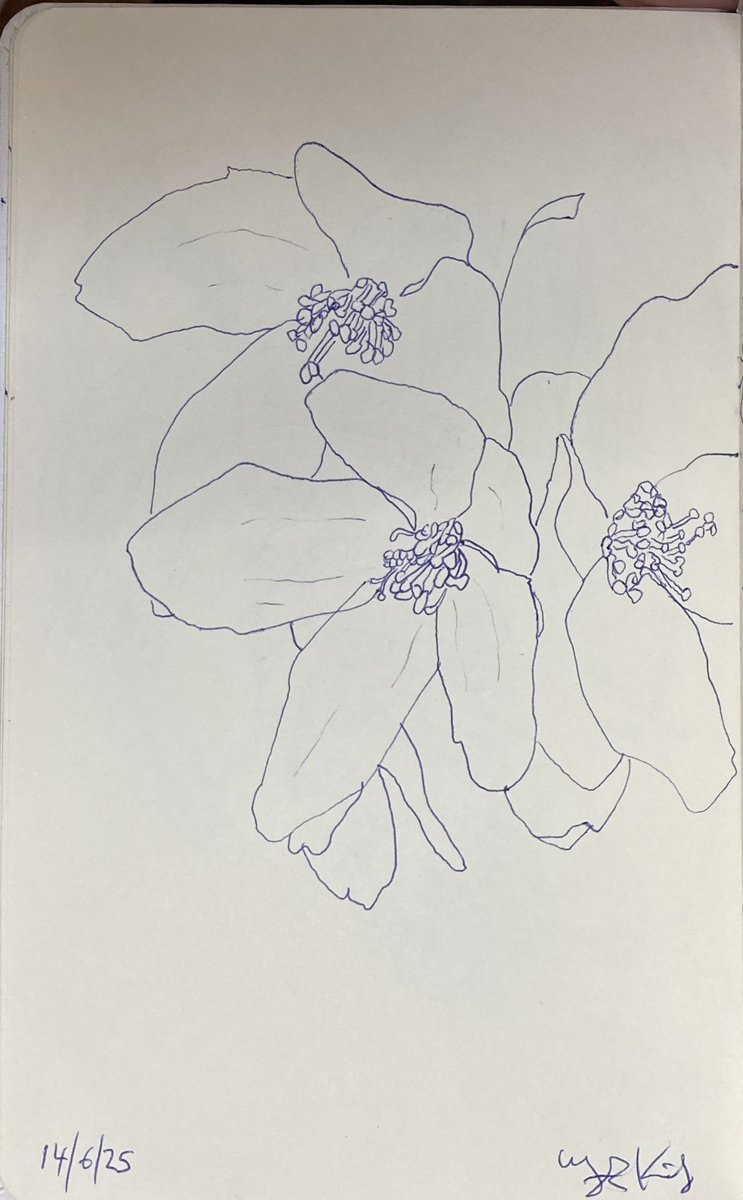 Today’s #sketch from 14/6/25 of #Nature #ballpoint #Pen #Drawing 21.5 x 13.5 cms  on paper

More sketches
instagram.com/frankkiely/