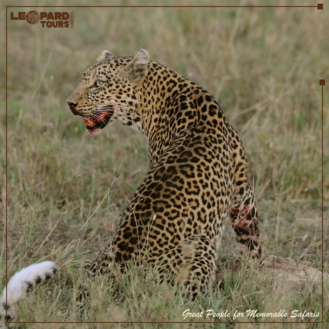 Leopard Tours Ltd tweet media