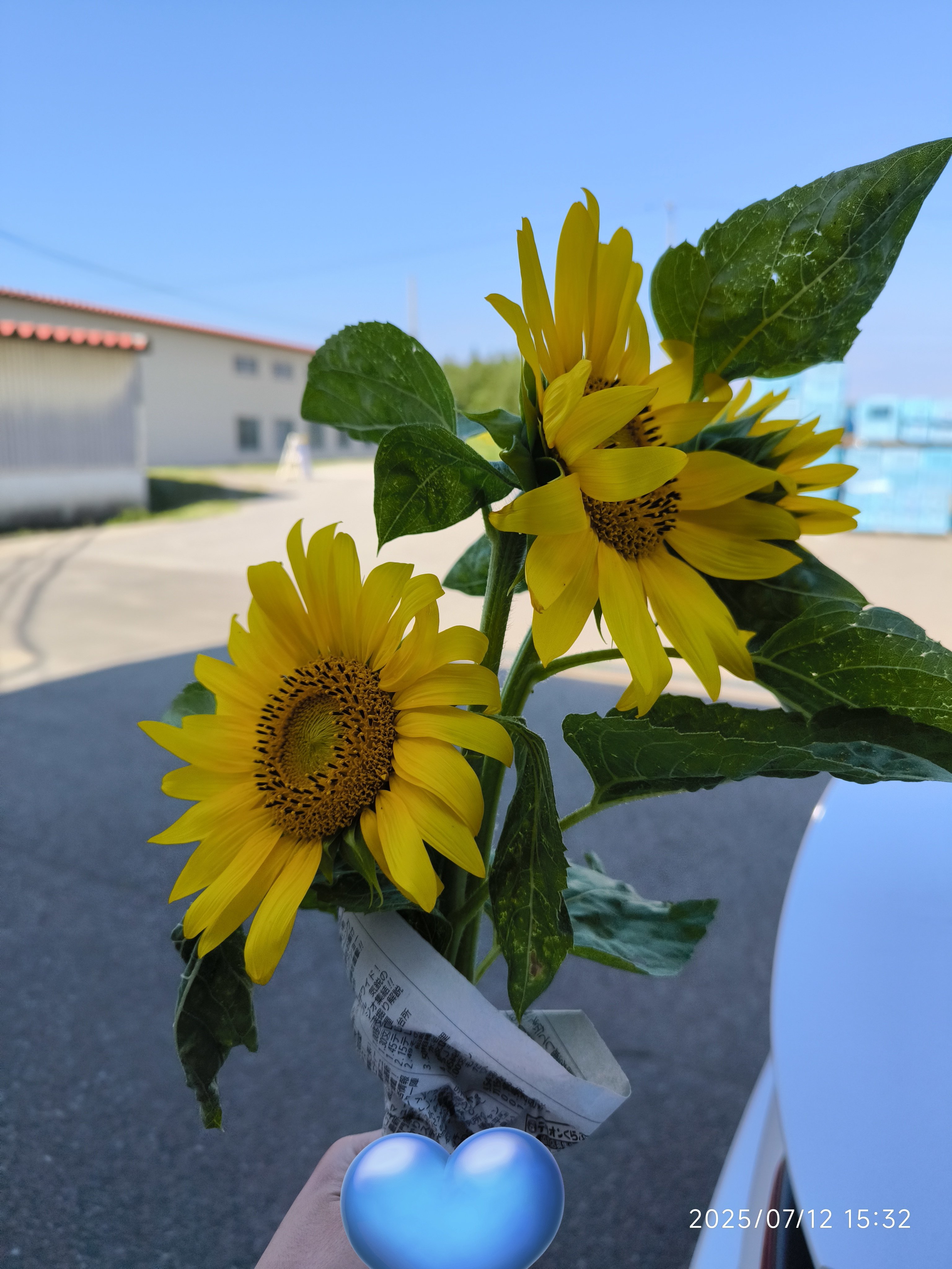 ひまわり Amazon｜siawadeky ひまわり 花輪 11頭 向日葵 壁飾り花 枯れ