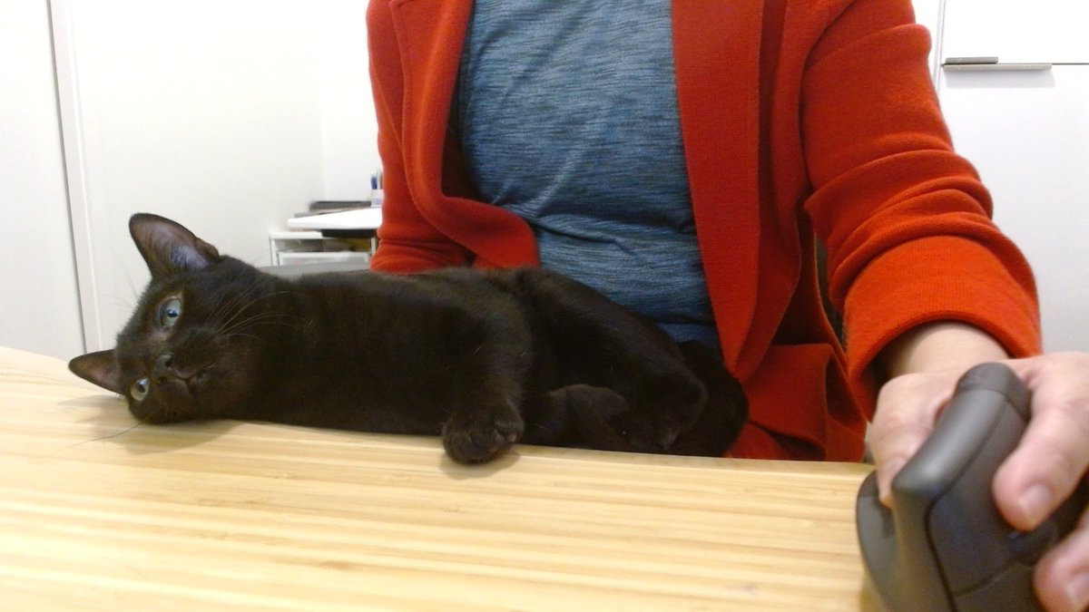 This is Ciri, my house guest and non-ongoing coworker. She is very good at motivating you to complete your task, has high attention to detail and an excellent proofreader. Adopt her now at adoptapet.com.au/pet/999404